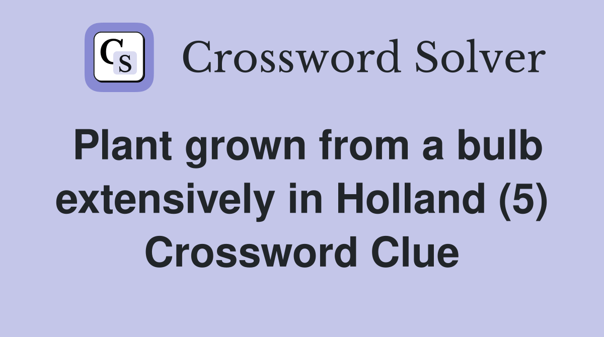Plant grown from a bulb extensively in Holland (5) Crossword Clue